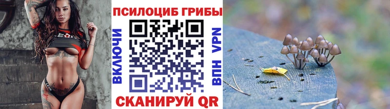 где найти   Северская  Псилоцибиновые грибы Cubensis 